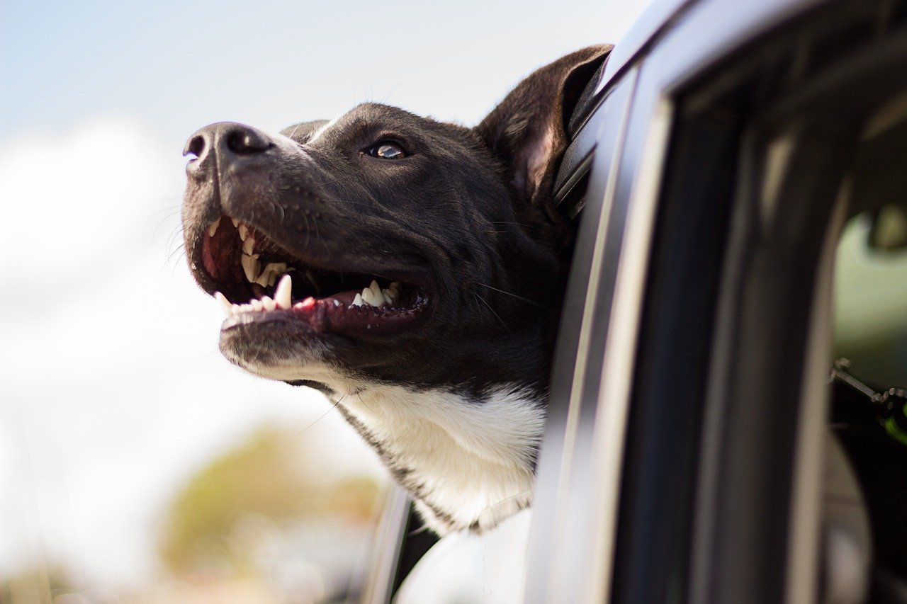 Tout savoir sur l'usage des principes actifs naturels pour chiens